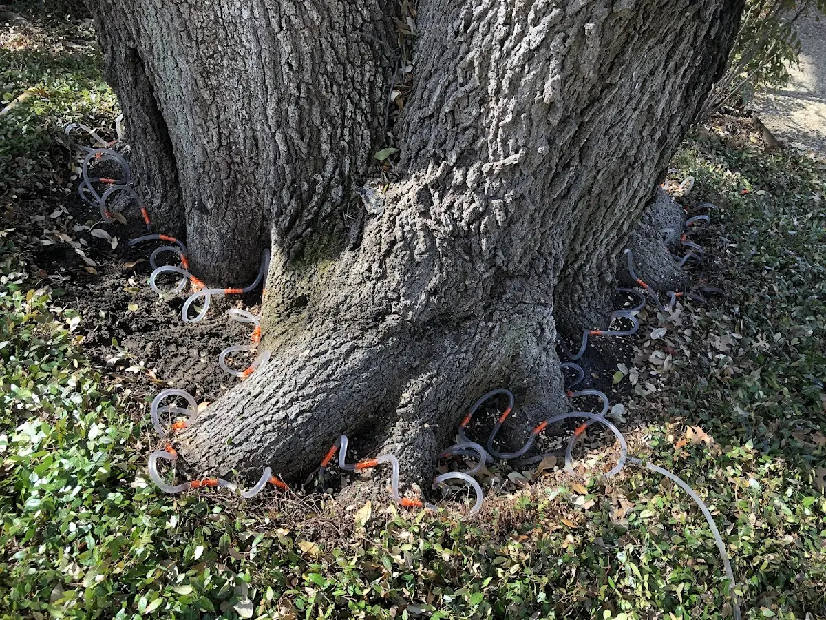 Detailed Tree Cabling and Bracing job site in Grand Terrace