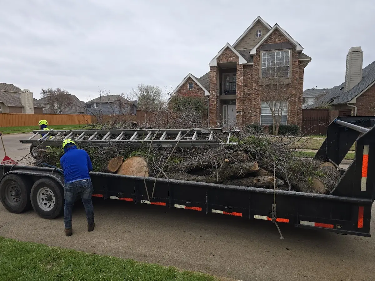 Expert Tree Fertilization with proper safety equipment in Grand Terrace